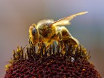 Другие продукты пчеловодства